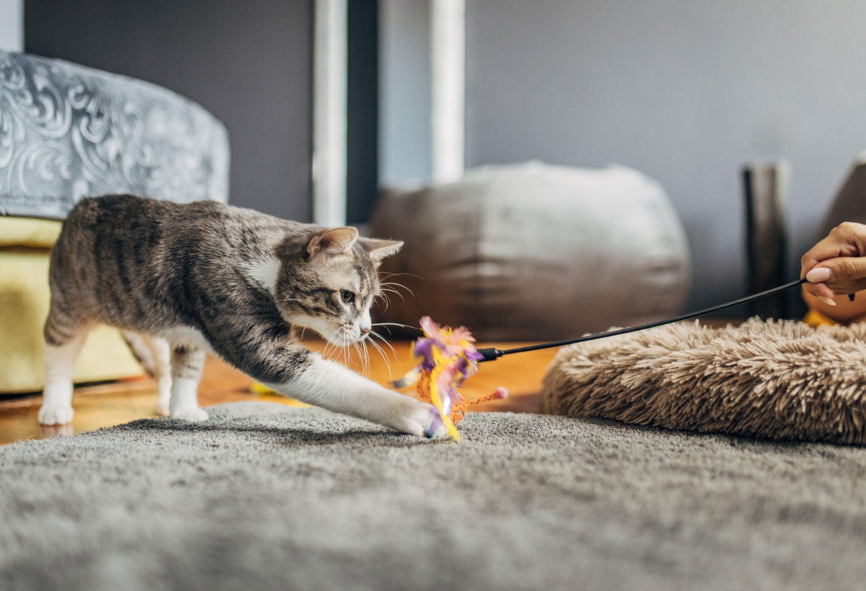 Playful Days And Happy Pets