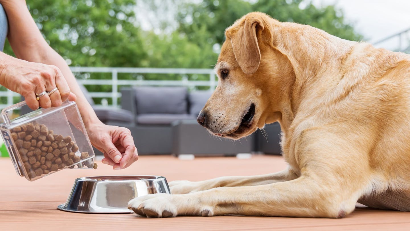 Creating Better Pet Feeding Routines